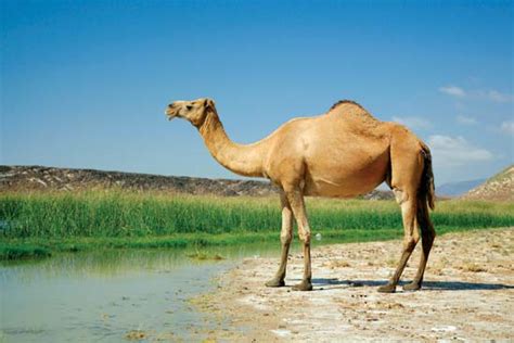 The weight is usually in the range of. Forest Life : Arabian (Dromedary) Camel