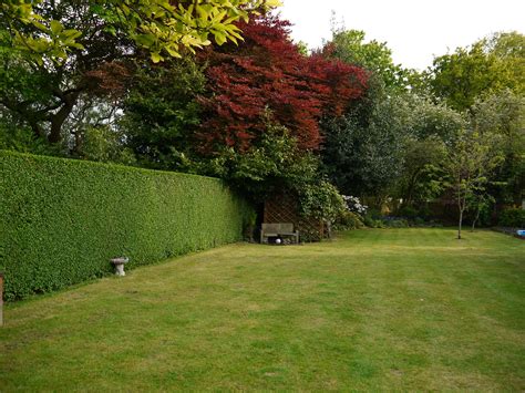 Hedge Trimming - Dreamscape Gardens - Landscaping & Garden Design