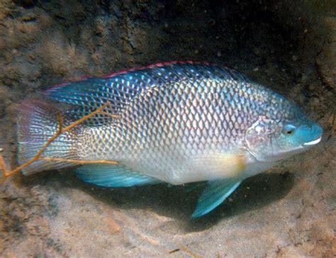 Blue Tilapia Oreochromis Aureus For Sale Arizona Aquatic Gardens