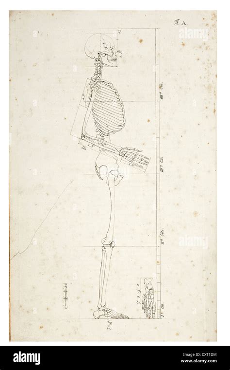 Ilustración De Un Esqueleto Humano Ilustración Anatómica Fotografía De