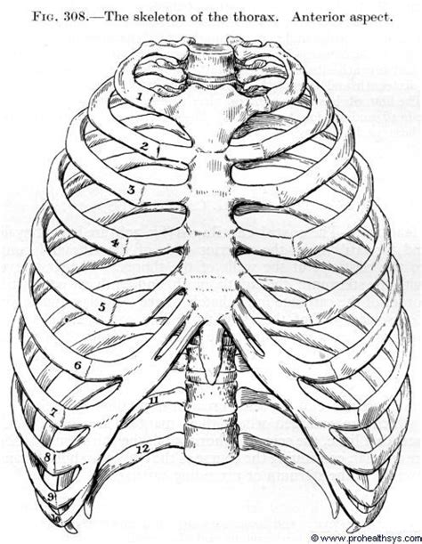 Greys Anatomy Rib Cage Rib Cage Drawing Inspiration Drawings