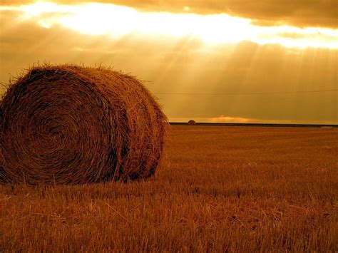 Online Crop Hd Wallpaper Bright Farm Field Grass Hay Haystacks