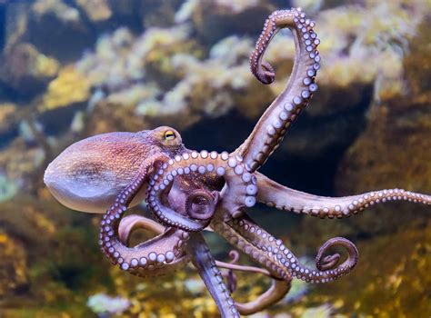 Biodiversity Crisis Common Octopus And Orange Roughy Among Popular