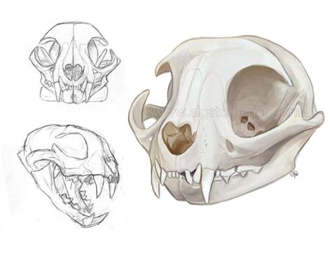 Cat Skulls By Gato Iberico Skull Sketch Animal Skull Drawing Animal