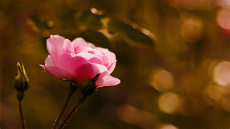 Wallpaper Sunlight Nature Blossom Pink Leaf Flower Flora Bud