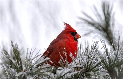 Winter Birds Wallpapers Top Free Winter Birds Backgrounds