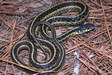 Green Baby Garter Snake