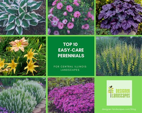 Maybe you would like to learn more about one of these? Top 10 Best Perennials for a Central Illinois Landscape ...