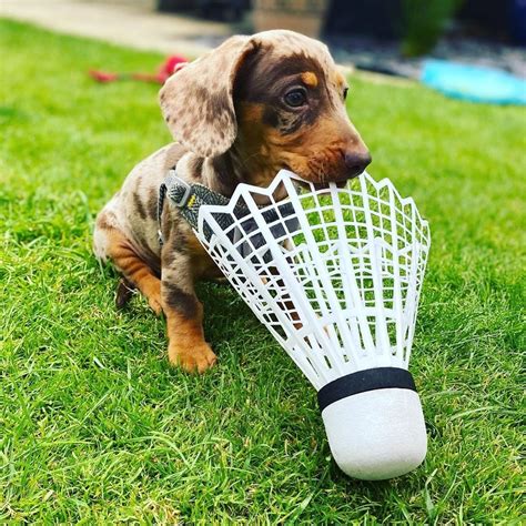 She will be your buddy from day one and will constantly be by your. Miniature Dachshund Puppies For Sale | Los Angeles, CA #334430