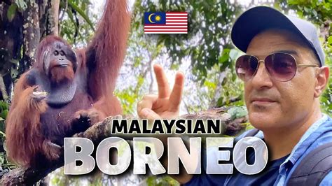 Are orangutans smarter than humans? I’m convinced that… - YouTube