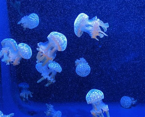 Underwater Fun Awaits At Seattle Aquarium Seattles Child