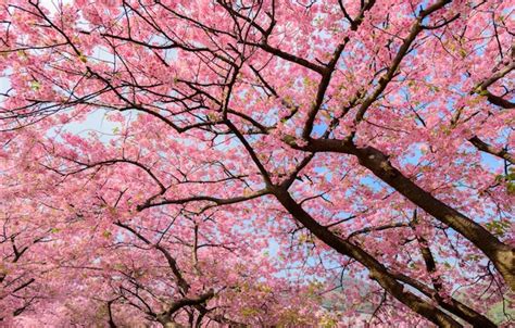 Bela árvore De Sakura Do Japão Foto Premium