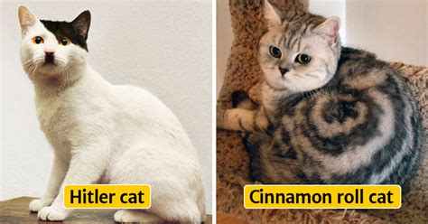 30 Cats With The Most Unique Fur Markings