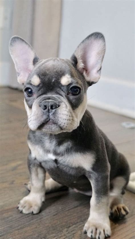 35 French Bulldog Puppies Grey With Blue Eyes Image Bleumoonproductions