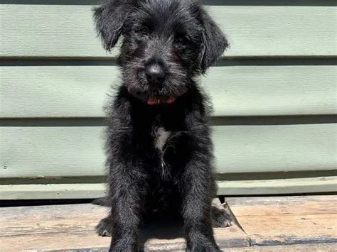 Giant Schnauzer Husky Mix Puppies Puppies For Sale Near Me