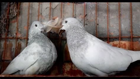 Amazing Fancy Pigeons Hd Beautiful Kabutar Kabutar Hd खूबसूरत