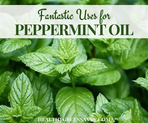 12 Excellent Peppermint Essential Oil Benefits And Uses