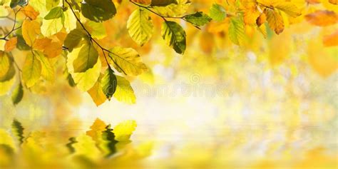 Autumn Leaves Reflection In Water Stock Photo Image Of October