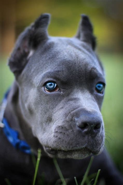 Cane corso in dogs & puppies for sale. blue cane corso | Tumblr