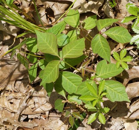 EDDMapS Record ID: 8111482 - eastern poison-ivy (Toxicodendron radicans ...