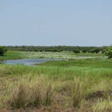 Kubara pools walk is an idyllic 6 km return walk through savanna woodlands, sandstone country and monsoonal rainforest. Things to do | Kakadu National Park
