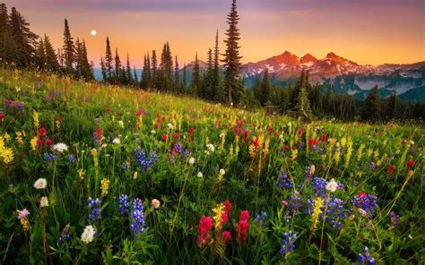 Mountain Wildflowers Landscape Natural Landmarks Scenery