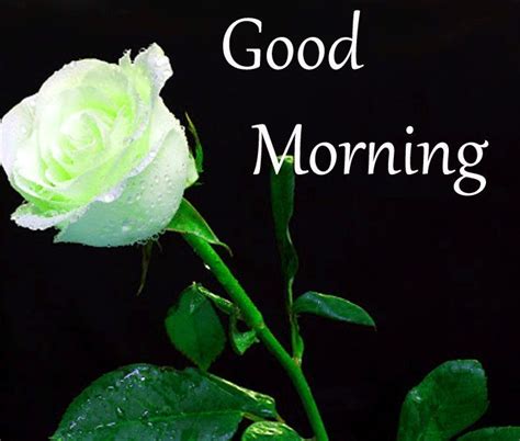 This happy morning wishes greetings and wallpapers with white flowers in the background could help them to begin their day with utmost peace in mind. white rose flower Good Morning photo hd | Good morning photos, White rose flower, Rose flower