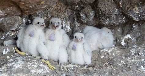 Peregrine Falcon Chicks On Channel Islands Hatch Live Online