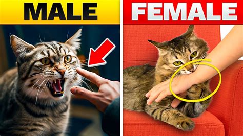 Male Vs Female Cats The Differences Youtube