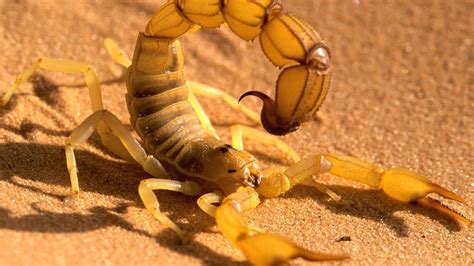 An expertly rendered realistic illustration of an emperor scorpion. Deadly scorpions in our beds! - YouTube