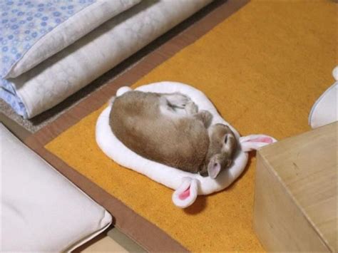 Afternoon Random Picture Dump 37 Pics Cute Animals Bunny Beds Funny