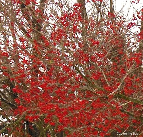 Tree canada / arbres canada. Cup on the Bus: Red berry trees on a cold and dreary day