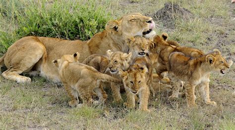 Lion Cubs And Their Mother Lion Cubs Photo 38326919 Fanpop Page 9