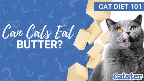 Can Cats Eat Butter Cat Expert Explains Youtube