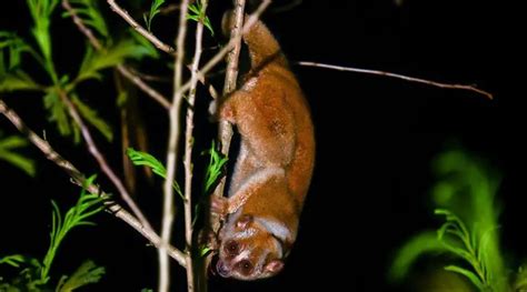 Sunda Slow Loris The Animal Facts Appearance Diet Habitat Lifespan