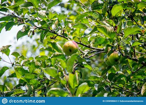 Juicy Ripe Apples Illuminated By The Rays Of The Sun On The Branch Of