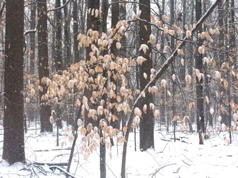 Bensozia In The Snowy Woods