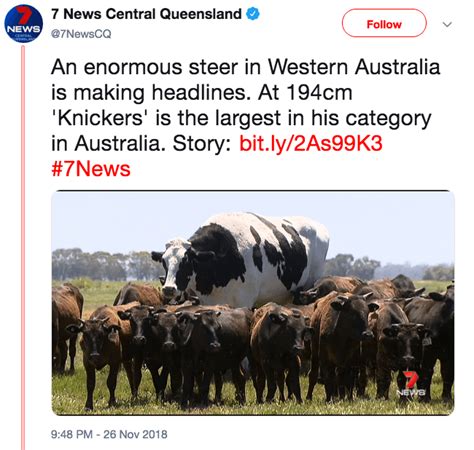 Meet The Giant Cow Thats Taken Over The Internet