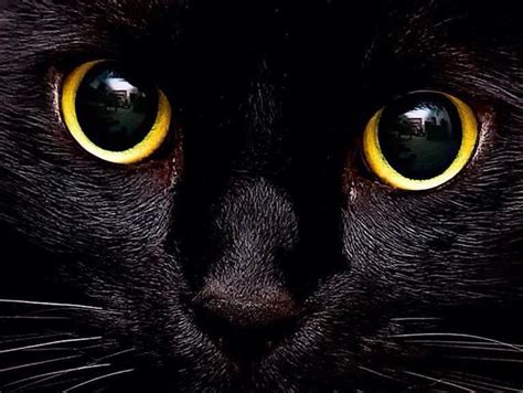 The Iconic Black Cat Superstition Ted Psychics