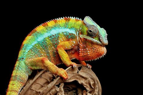 Chameleon Panther On Branch With Black Background Stock Photo Image