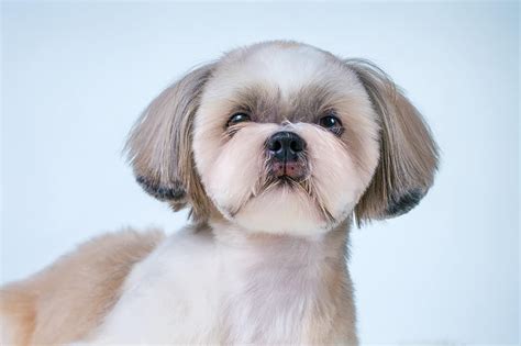 The Teddy Bear Cut Your Shih Tzus Next Adorable Haircut Hairstylecamp