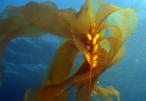 Almost Gone Giant Kelp Macrocystis Marineexplorer Flickr