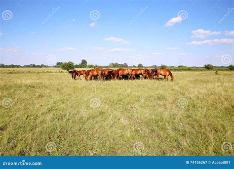 Herd Of Gidran Horses Eating Fresh Green Grass On Hungarian Meadow