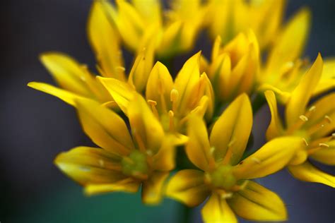 Pflanzt man sie häufig im garten. Gelbe Blumen im Garten Foto & Bild | pflanzen, pilze ...