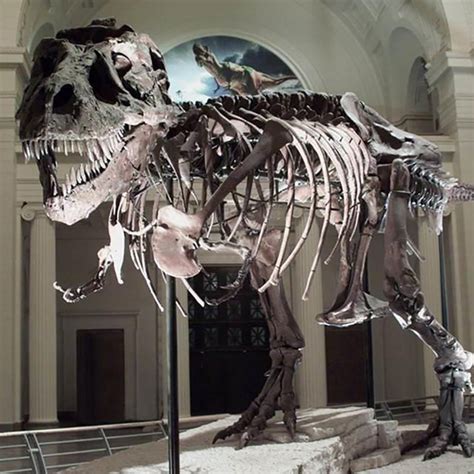 Top 52 Imagen Fossil Dino Abzlocal Mx