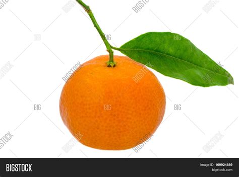 Mandarin Orange Image And Photo Free Trial Bigstock
