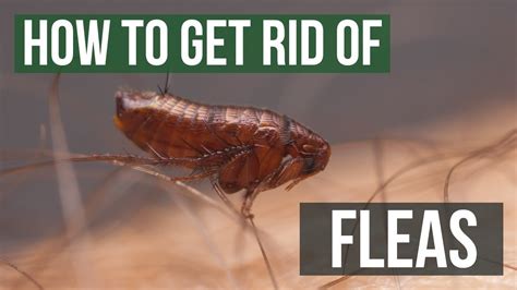 How To Check For Fleas In Your Carpet Lets See Carpet New Design