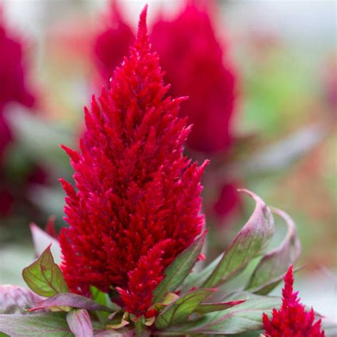 New Look Plumed Celosia Seeds 1000 Seeds Scarlet Red Annual Flower