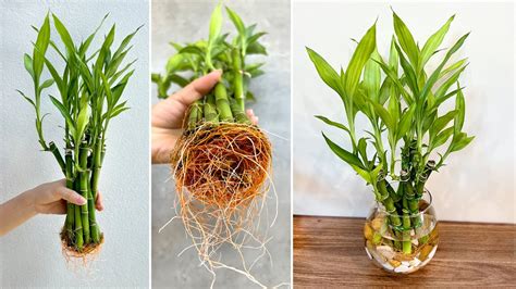 DIY Aquatic Plant Pots From Lucky Bamboo Best Ideas For House Plants