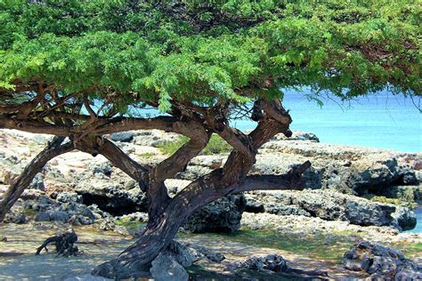 Aruba Beach Tree Photograph By Robert Wilder Jr Pixels